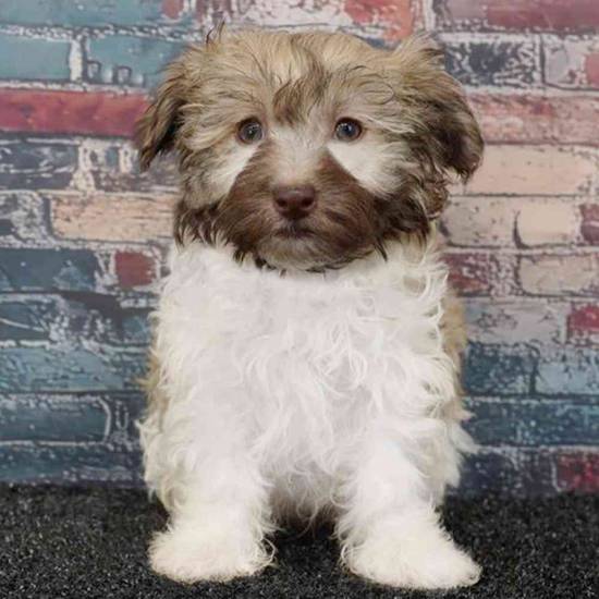 Havanese