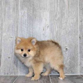 Pomeranian