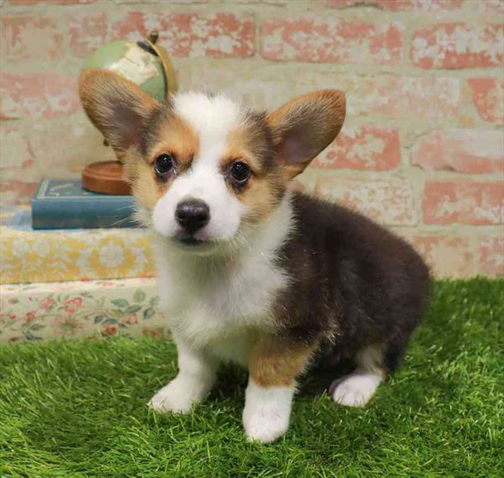 carousel pet images