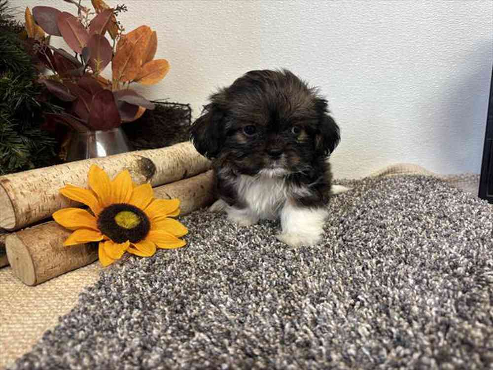 carousel pet images