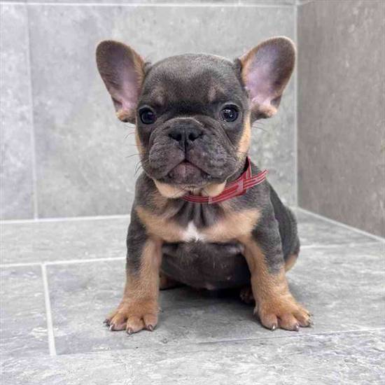 French Bulldog