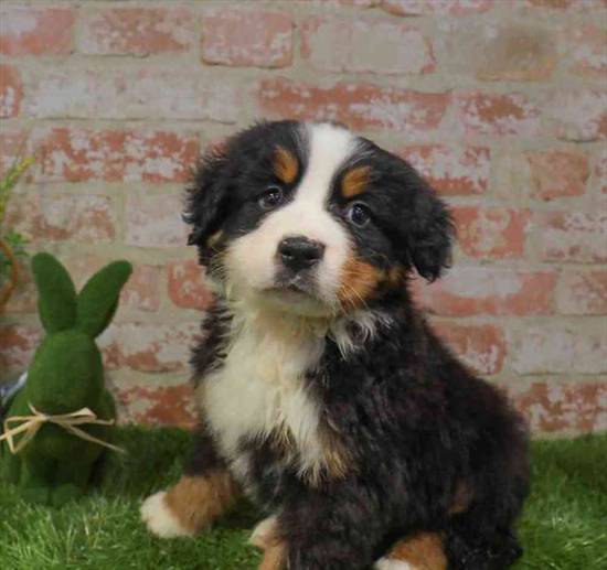 Bernese Mountain Dog