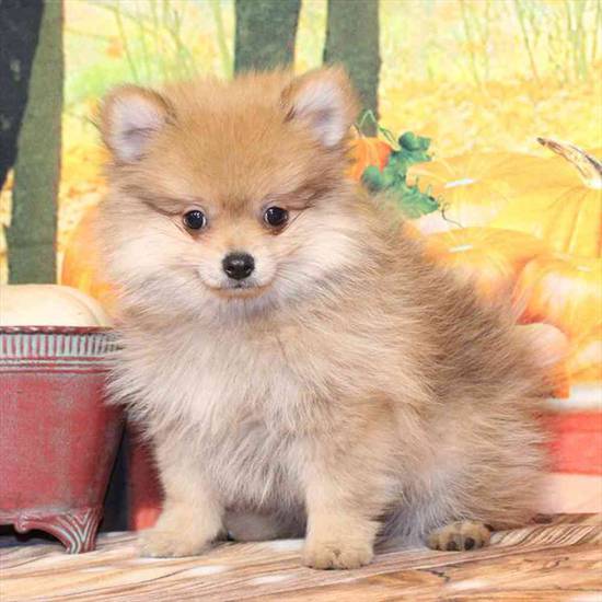 Pomeranian
