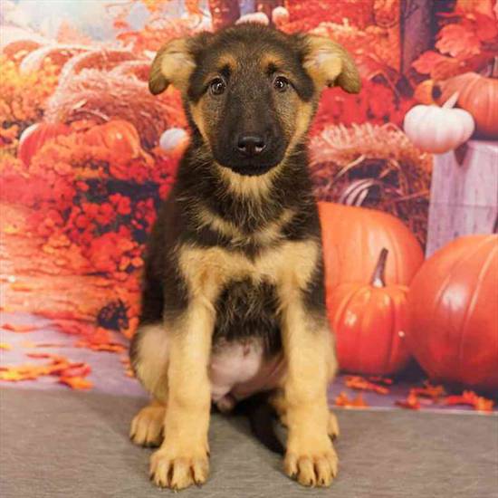 German Shepherd
