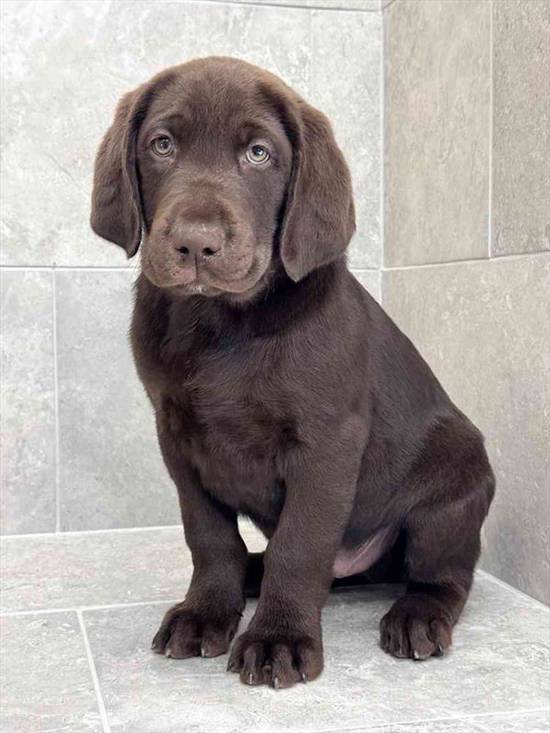 Labrador Retriever