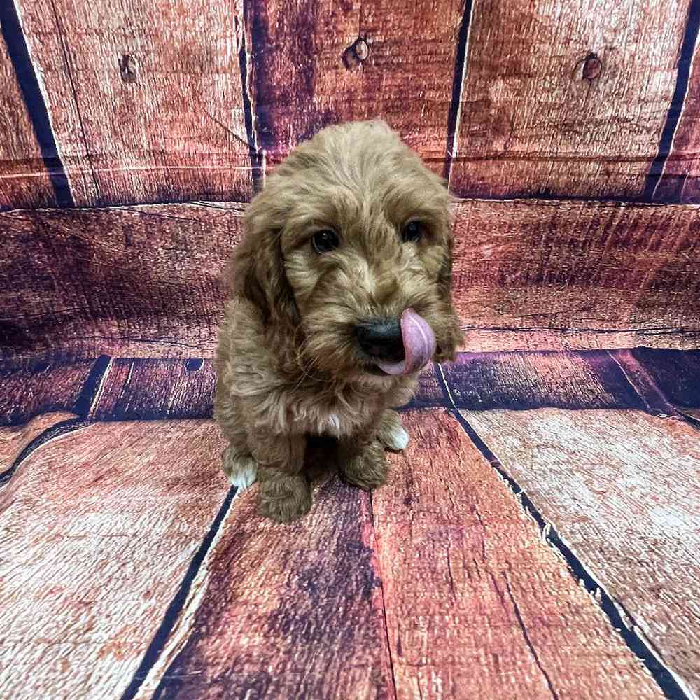 carousel pet images
