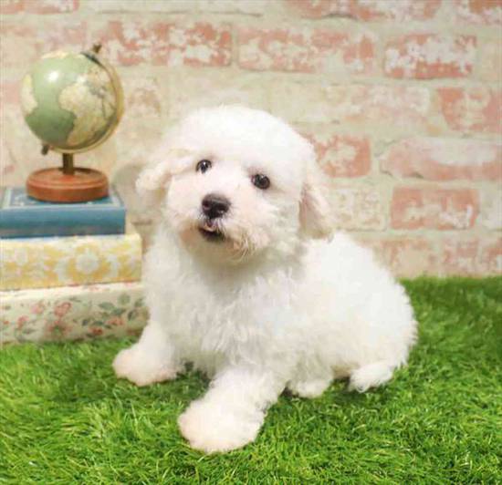 Bichon