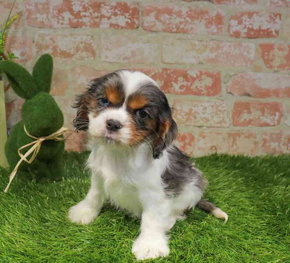 carousel pet images