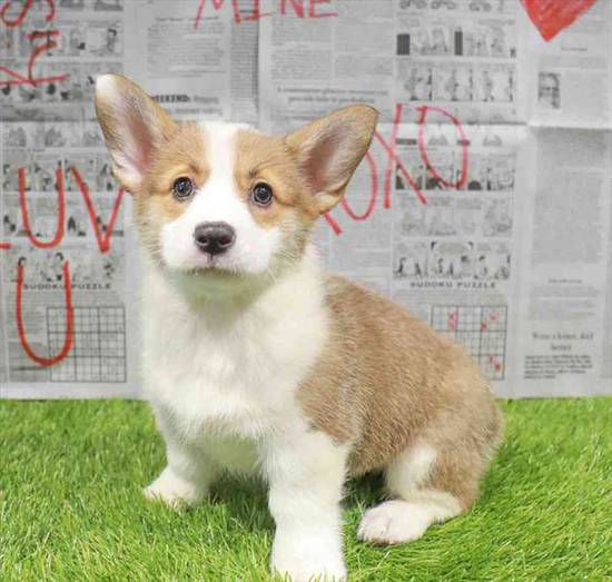 Pembroke Welsh Corgi