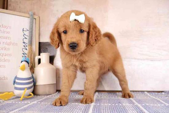 Mini Goldendoodle 2nd Gen