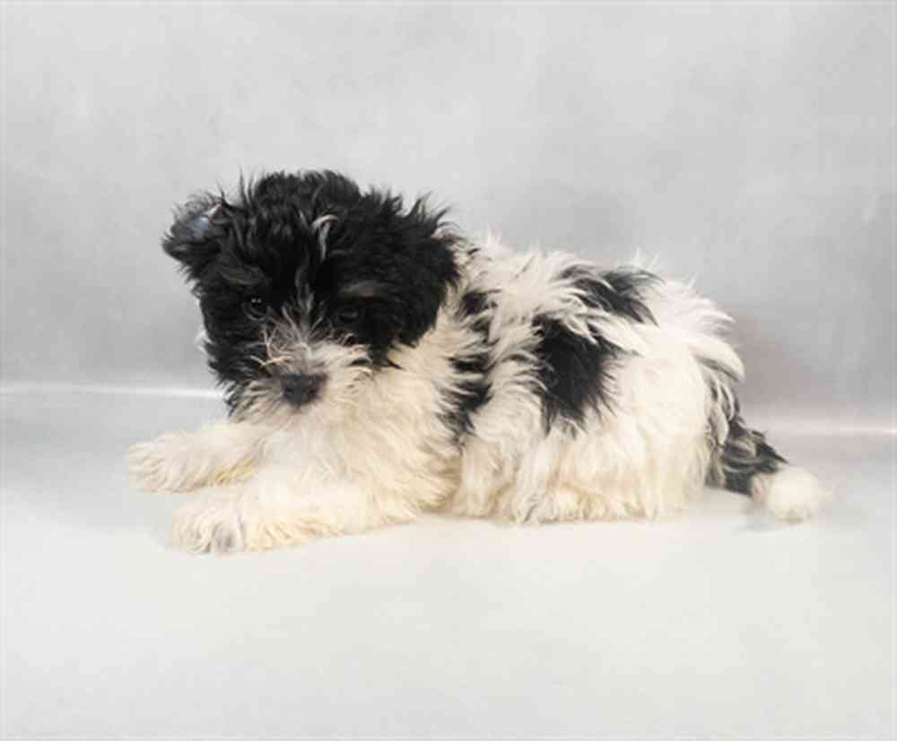 Image of a pet breed in the gallery
