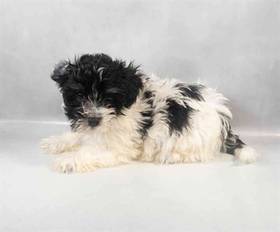Havanese