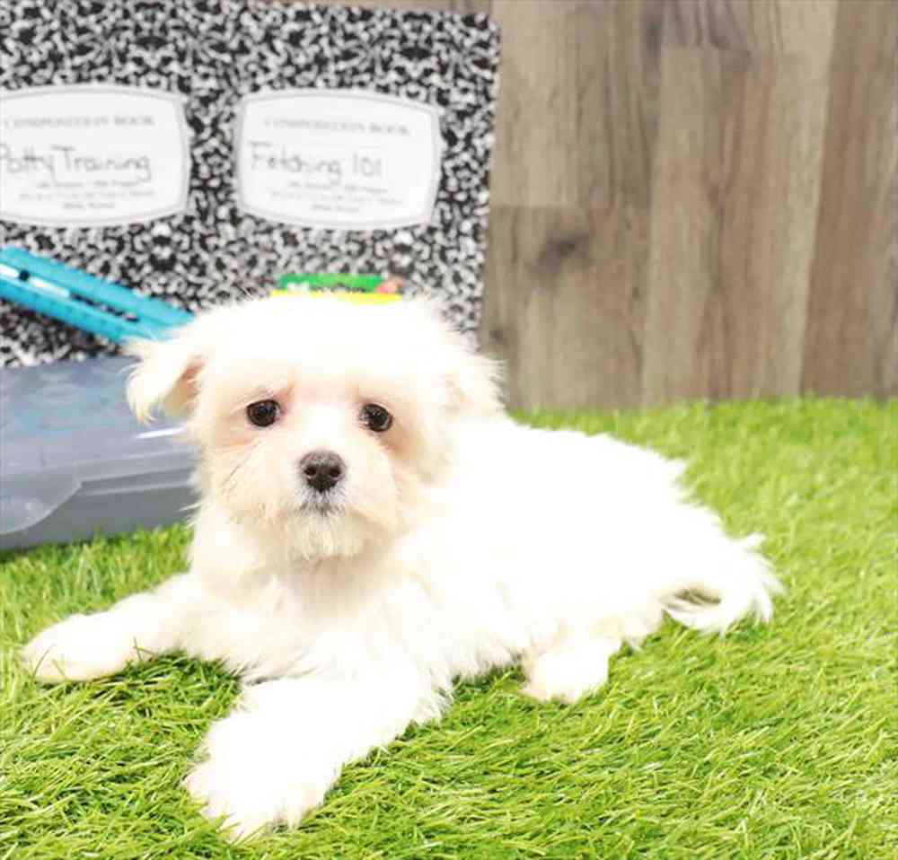 Image of a pet breed in the gallery