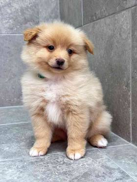 Pomeranian