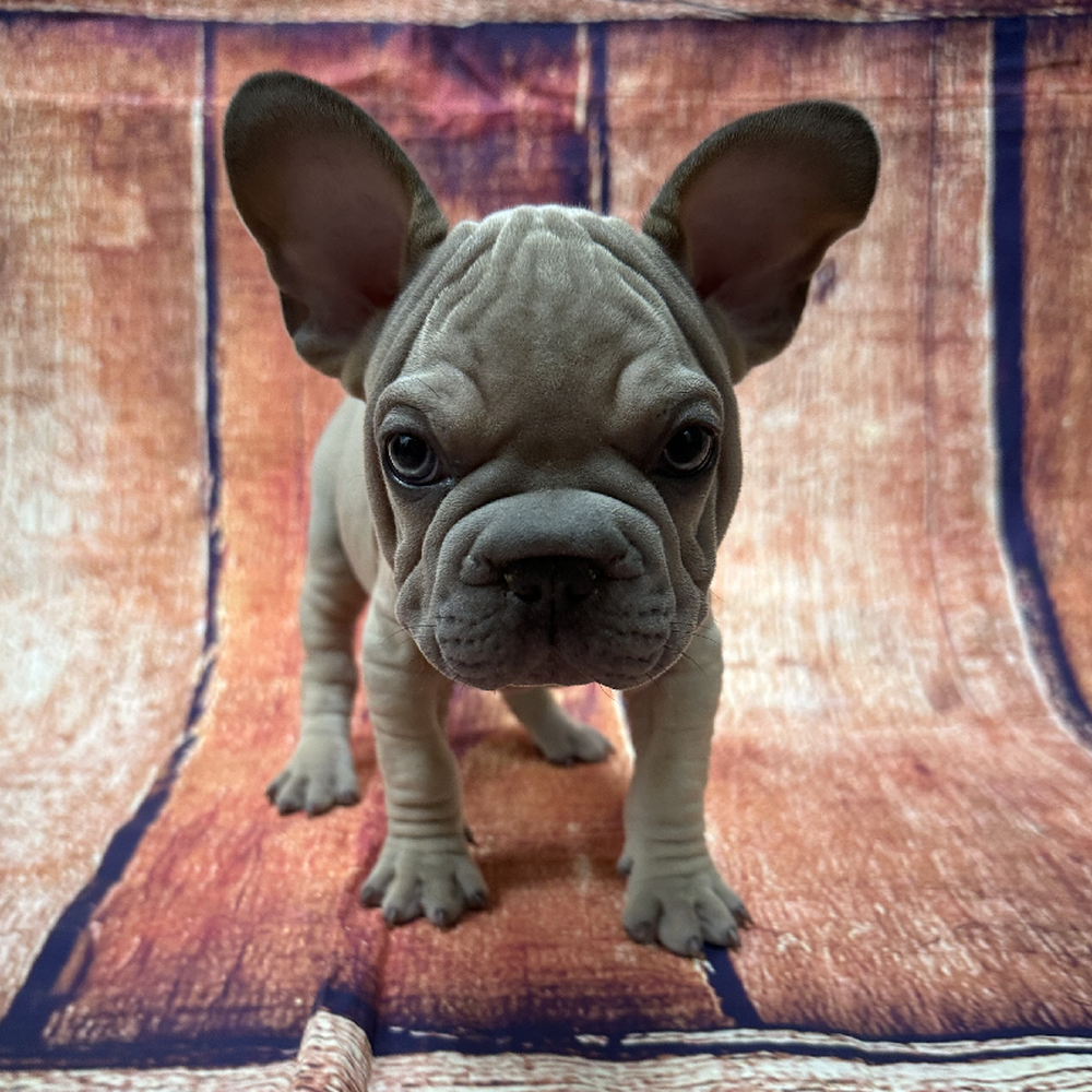 Image of a pet breed in the gallery