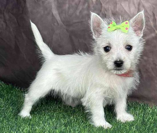 West Highland White Terrier