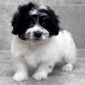 Havanese