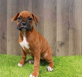 Boxer