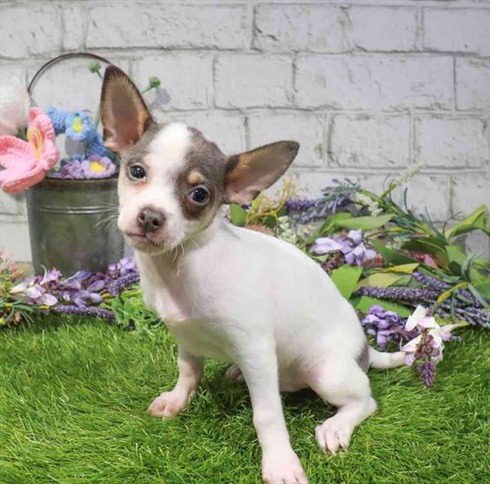 Image of a pet breed in the gallery