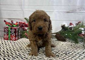 Goldendoodle