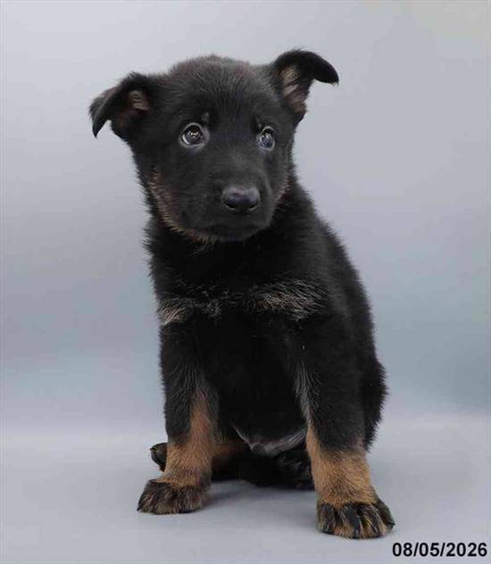 German Shepherd