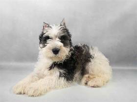 Mini Schnauzer