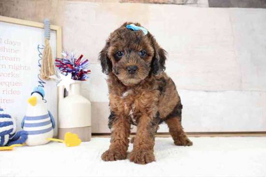 Mini Poodle