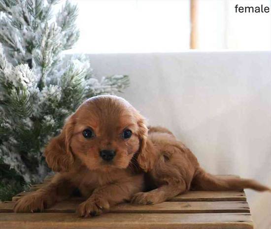 Cavalier King Charles Spaniel