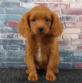 Cavapoo