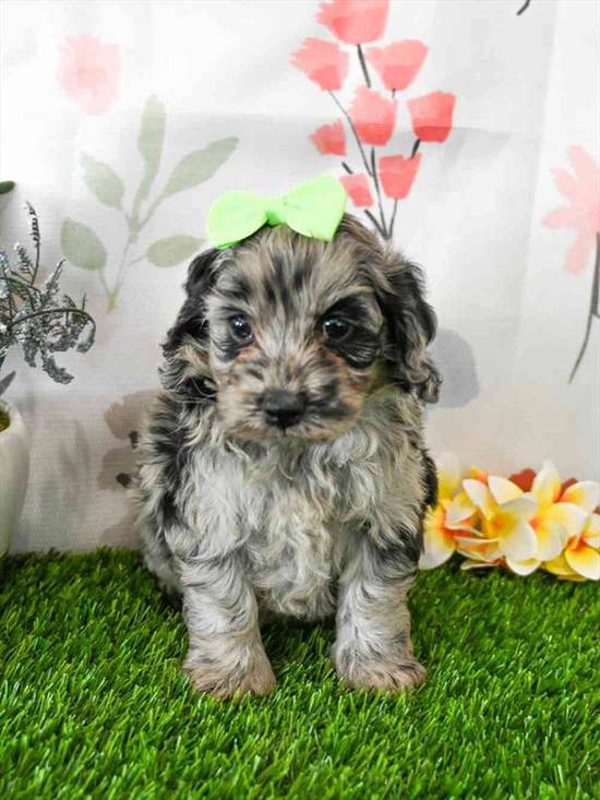 Cockapoo