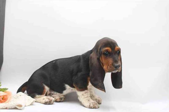 Basset Hound