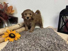 Mini Goldendoodle