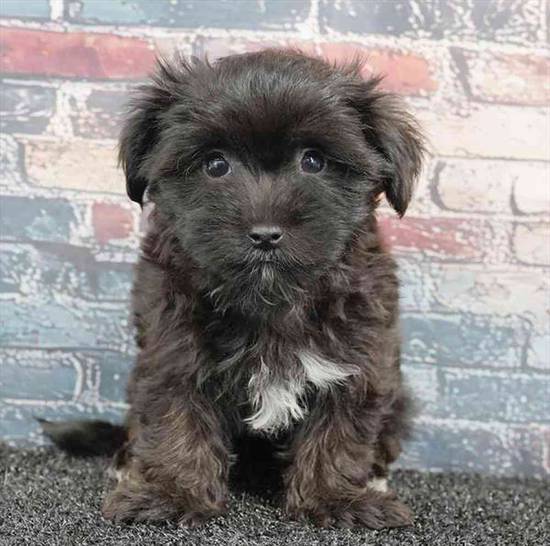 Morkie