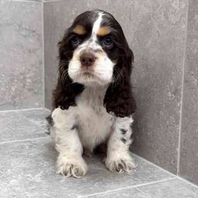Cocker Spaniel