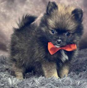 Pomeranian