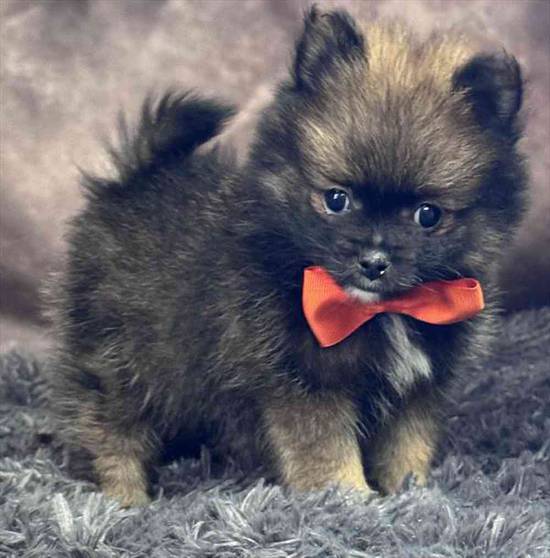 Pomeranian