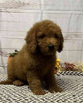 Goldendoodle