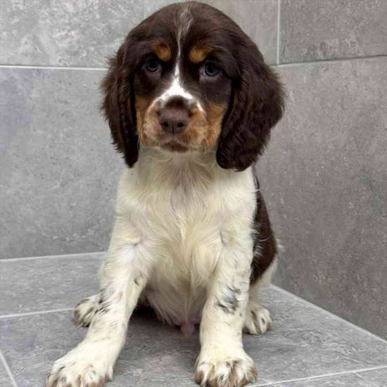 English Springer Spaniel