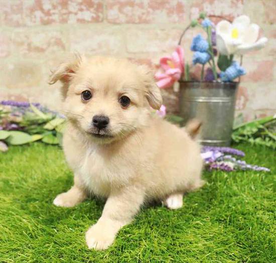 PomChi