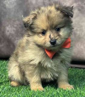 Pomsky