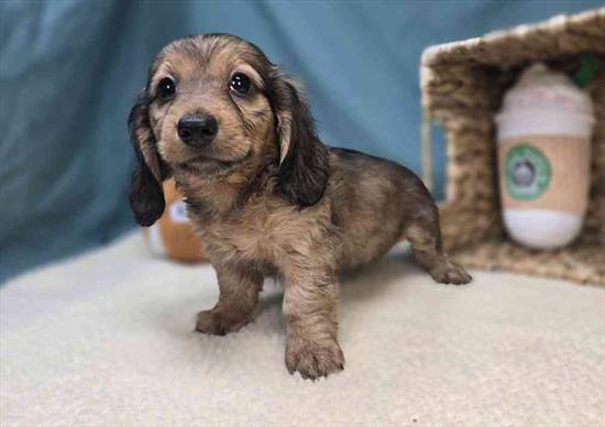 Dachshund