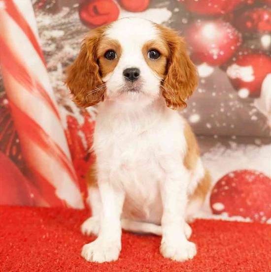 Cavalier King Charles Spaniel