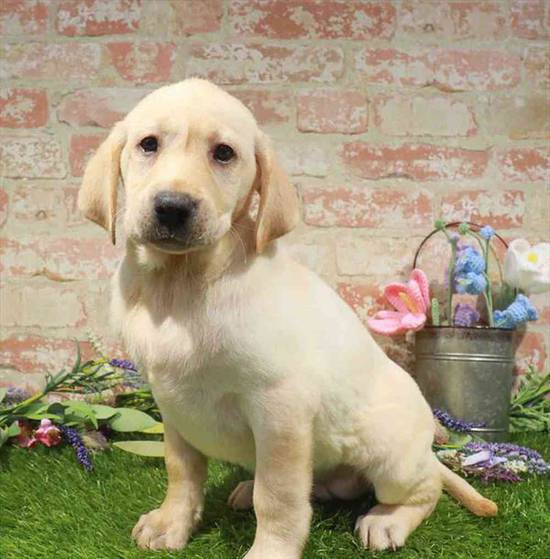 Labrador Retriever