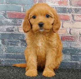 Cavapoo
