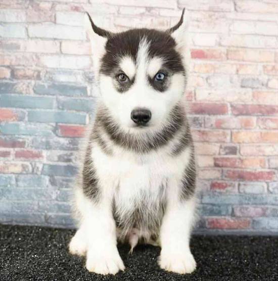 Siberian Husky