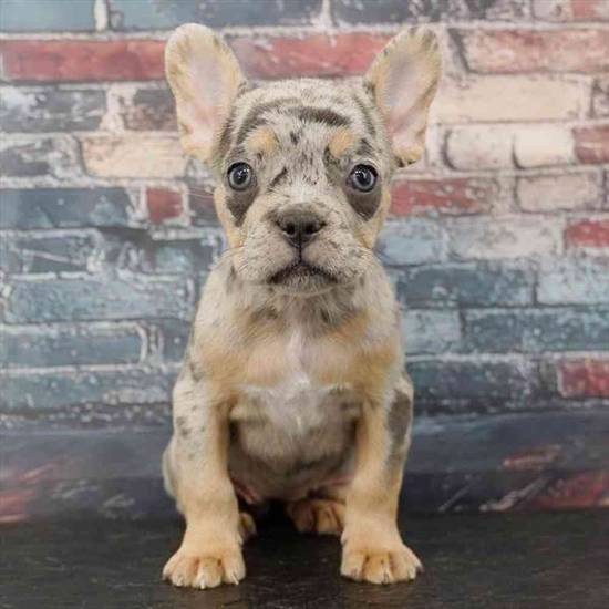 French Bulldog