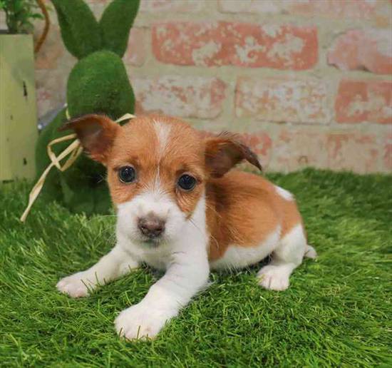 Jack Russell Terrier