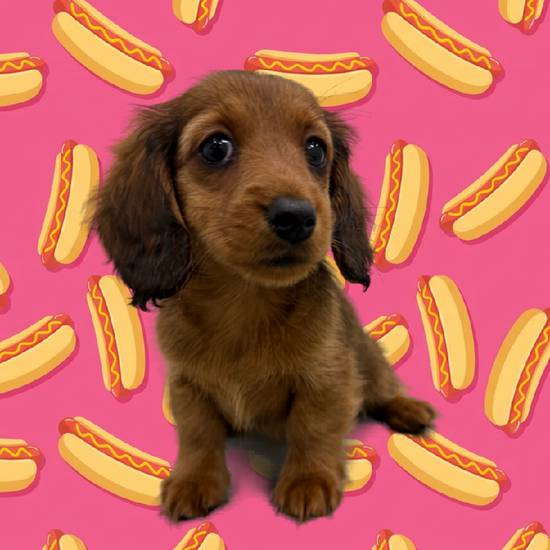 Dachshund