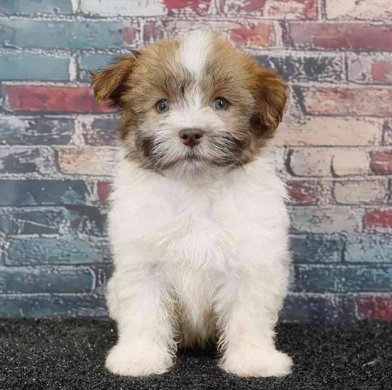 Havanese