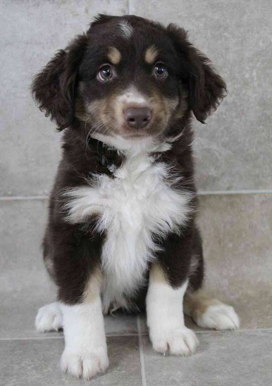 Miniature Australian Shepherd